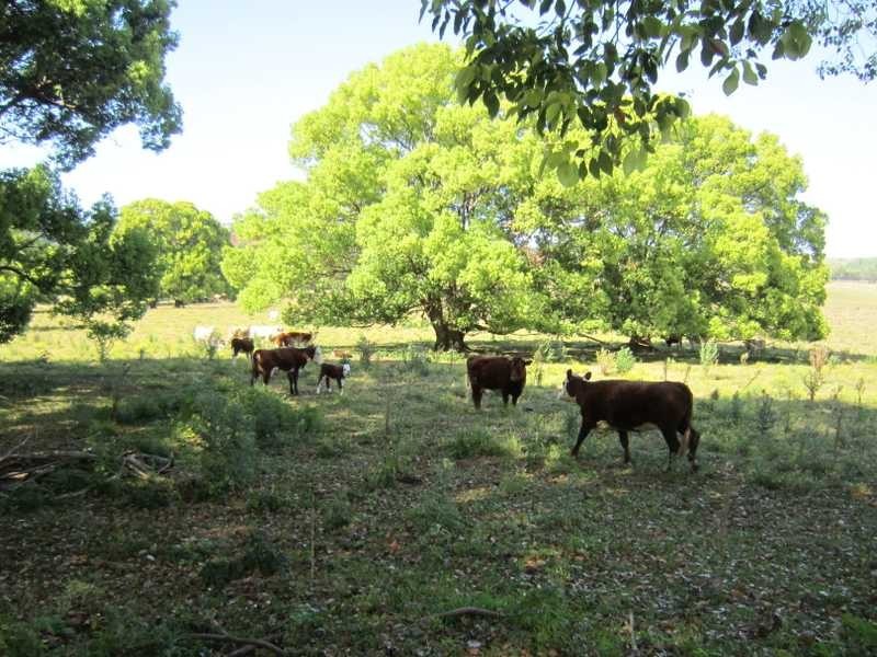 Lot 1 Charlotte Street, Bangalow NSW 2479