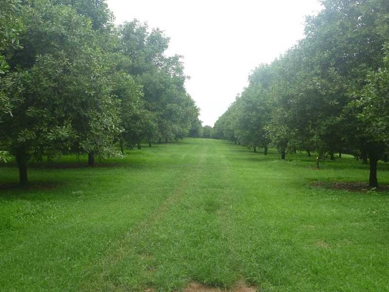 100A Lindendale Rd, Lindendale NSW 2480