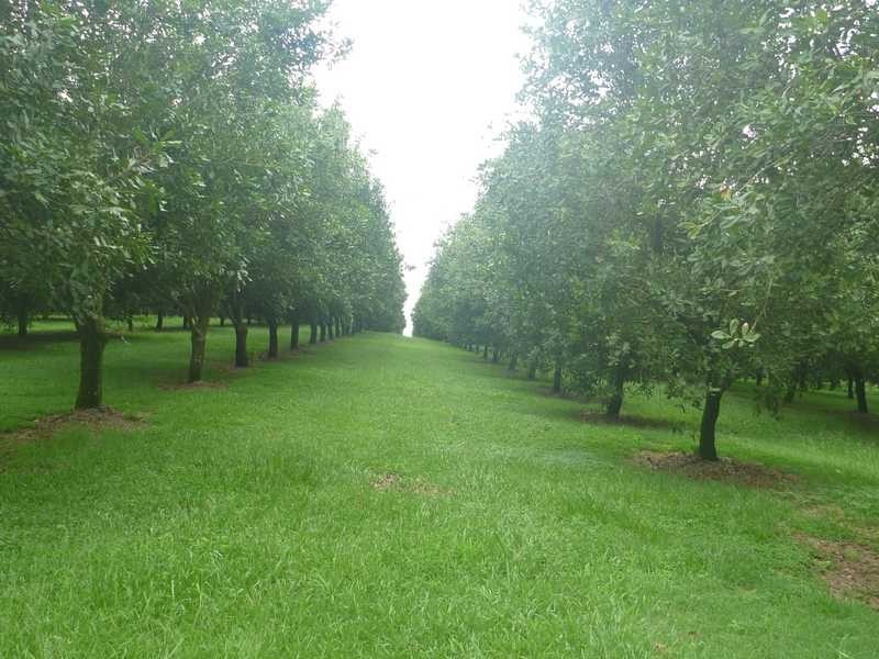 100A Lindendale Rd, Lindendale NSW 2480