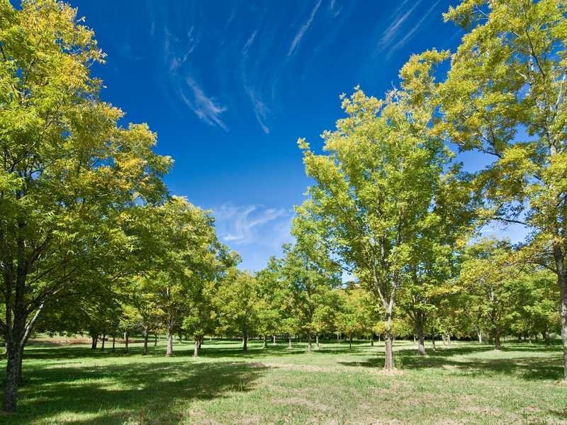 101 Tooheys Mill Road, Fernleigh NSW 2479