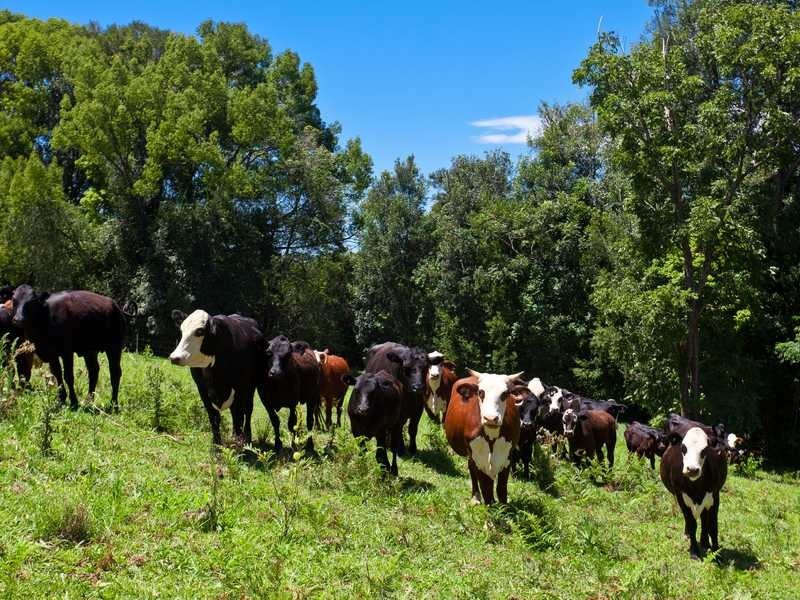 2364C Dunoon Road, Dorroughby NSW 2480