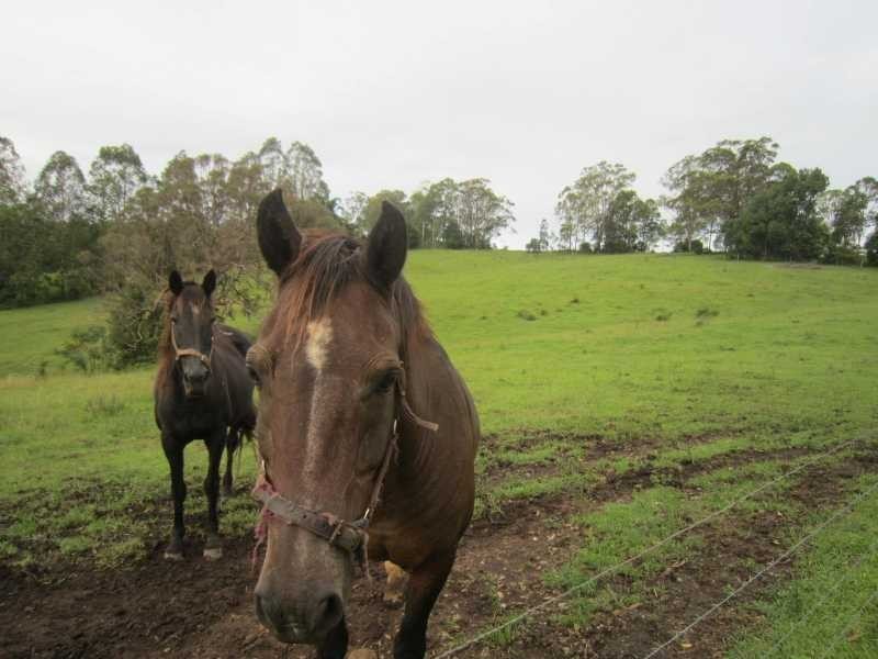 191 Duncan Road, Numulgi NSW 2480