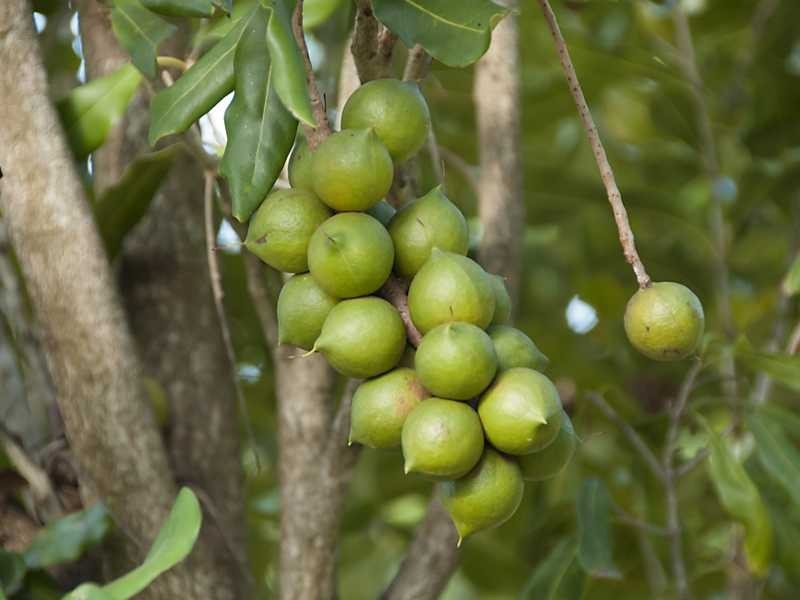 257 North Teven  Road, Teven NSW 2478