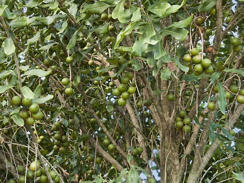 257 North Teven  Road, Teven NSW 2478