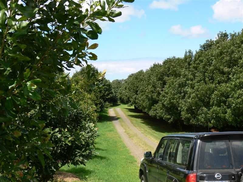 498 Cowlong Road, Mcleans Ridges NSW 2480