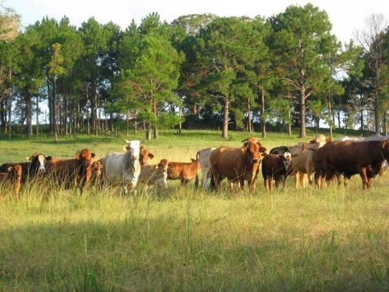 Lot 9 Bundaleer Road, Broken Head NSW 2481