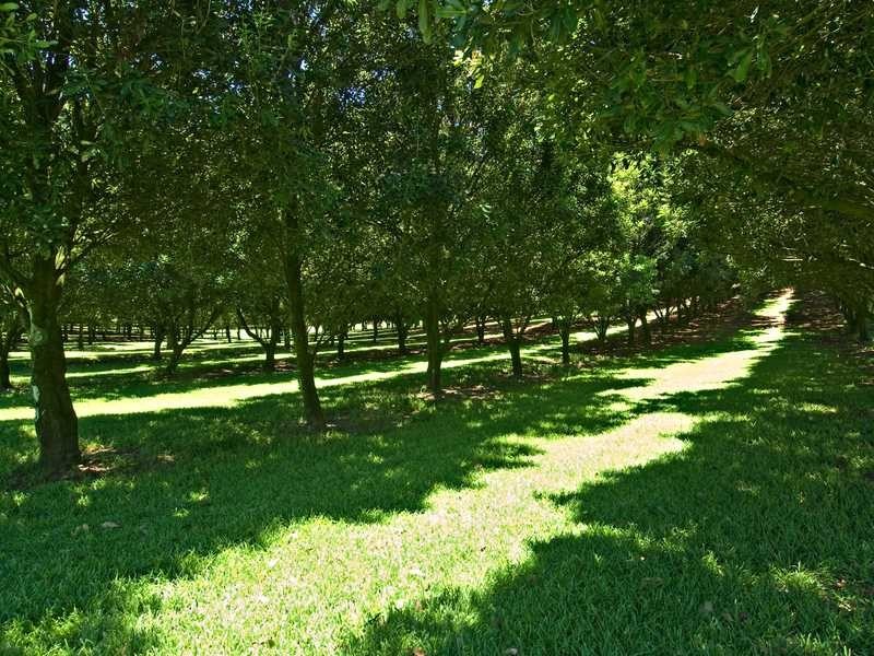 472 Cowlong Road, Mcleans Ridges NSW 2480