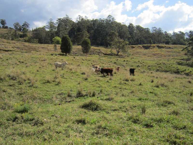 4012 Kyogle Road, Mount Burrell NSW 2484