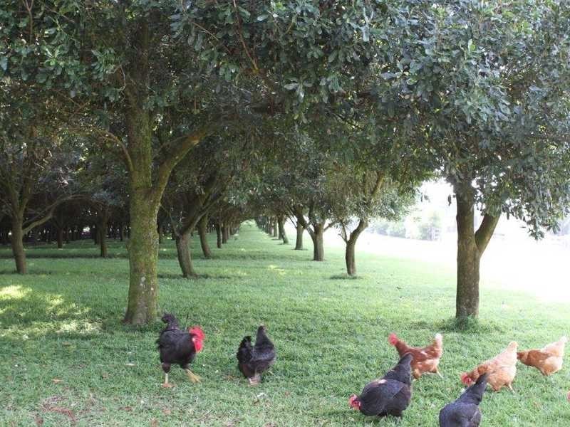 25 Batrel Road, Mcleans Ridges NSW 2480