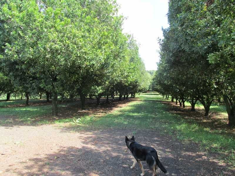 11 Ashlin Road, Whian Whian NSW 2480