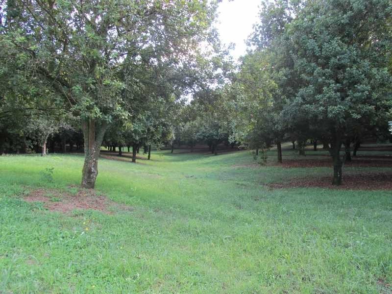 11 Ashlin Road, Whian Whian NSW 2480