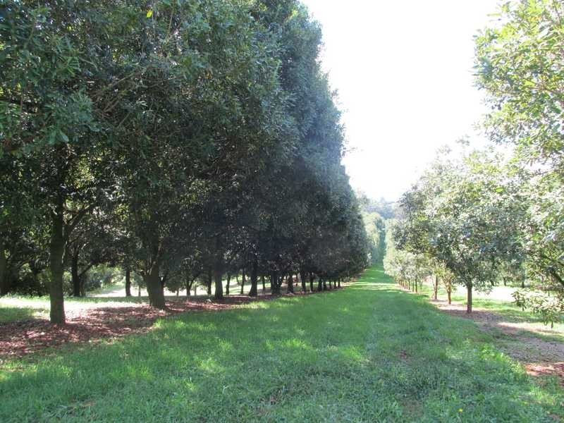 11 Ashlin Road, Whian Whian NSW 2480