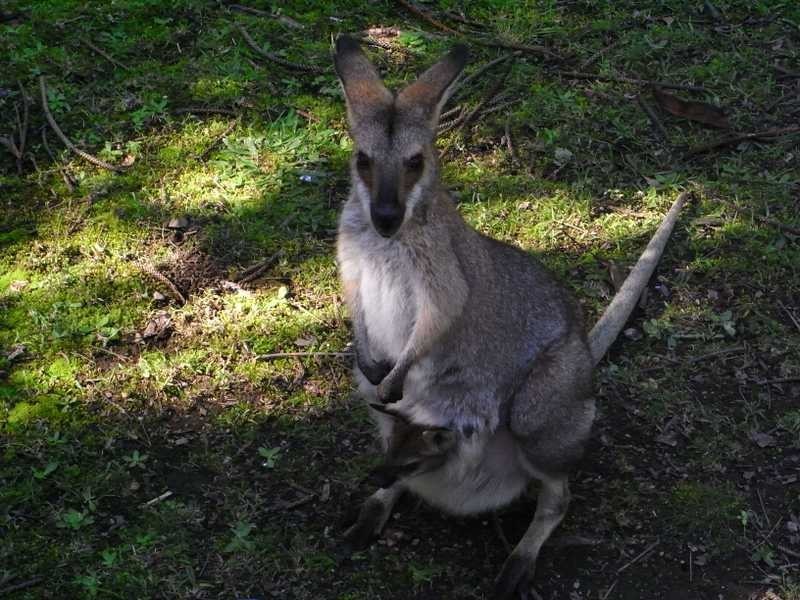 158 Fox Road, Rosebank NSW 2480