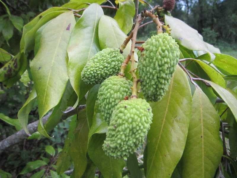 158 Fox Road, Rosebank NSW 2480