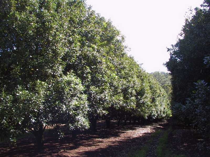 92 Willis Road, Tregeagle NSW 2480