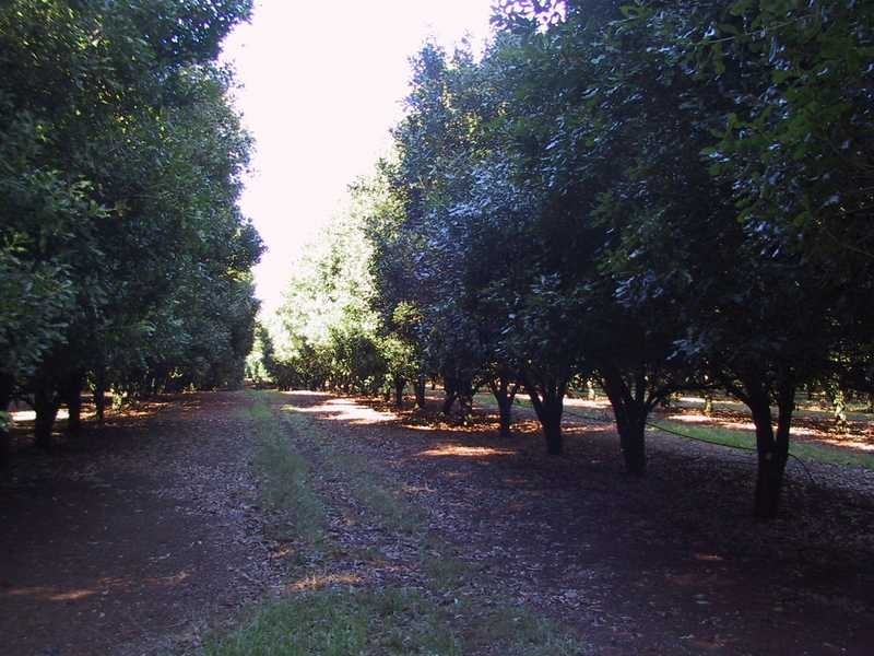 92 Willis Road, Tregeagle NSW 2480