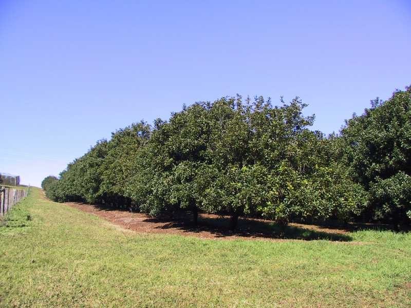 92 Willis Road, Tregeagle NSW 2480
