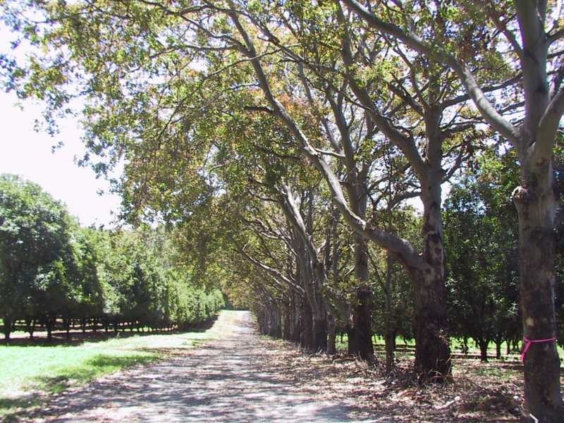 92 Willis Road, Tregeagle NSW 2480