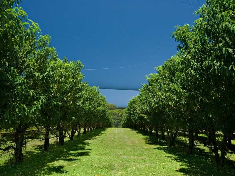 221 Friday Hut Road, Tintenbar NSW 2478