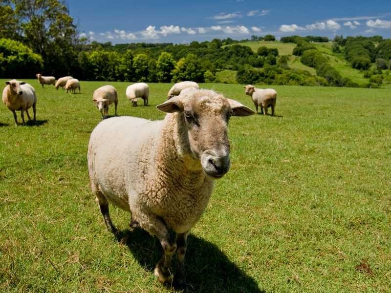 221 Friday Hut Road, Tintenbar NSW 2478