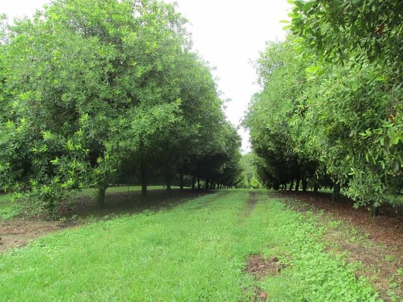 226 Hewitt Road, Lismore NSW 2480