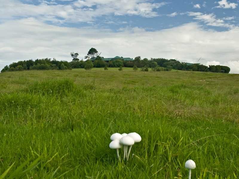 53 McAuleys Lane, Mullumbimby NSW 2482