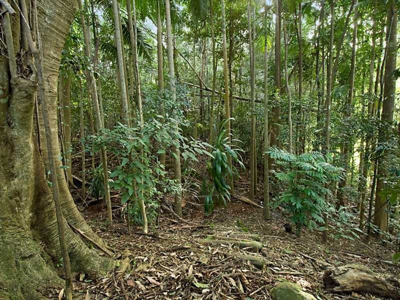 122 Alstonvale  Road, Alstonvale NSW 2477