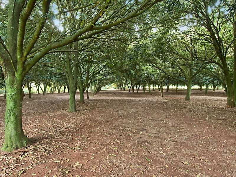 122 Alstonvale  Road, Alstonvale NSW 2477