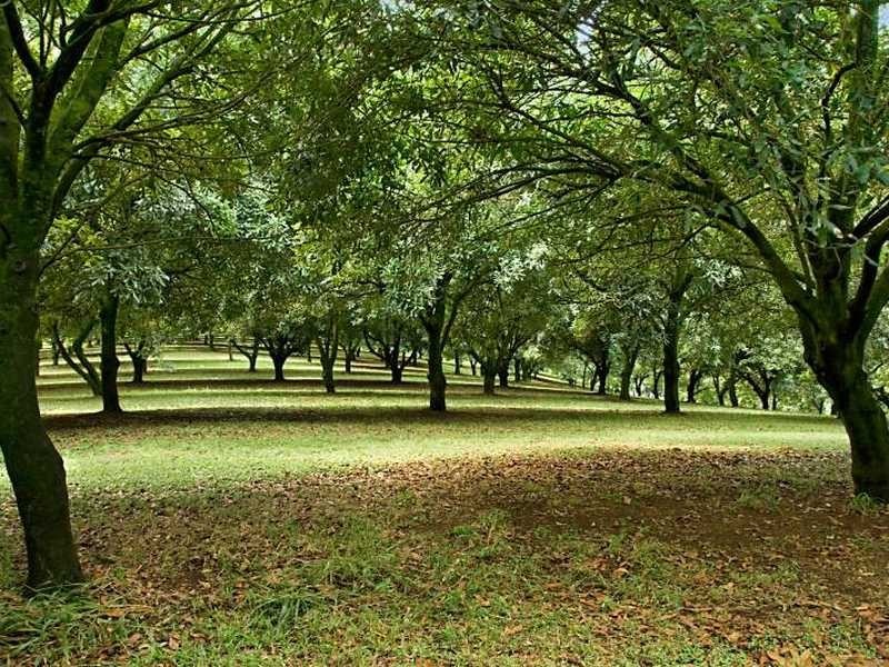 189 Sneaths Road, Wollongbar NSW 2477