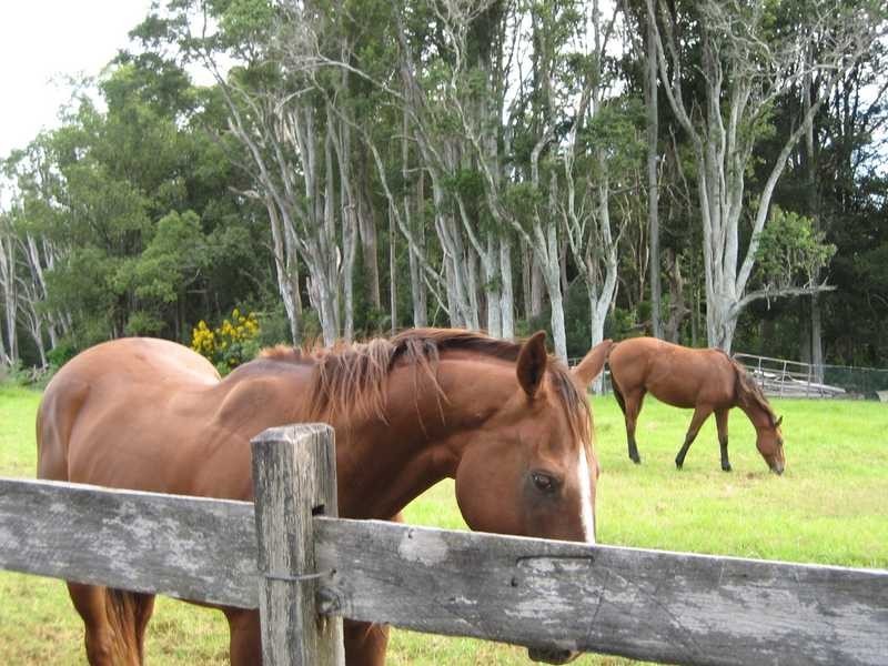 Lot 1 Pacific Highway, Bangalow NSW 2479