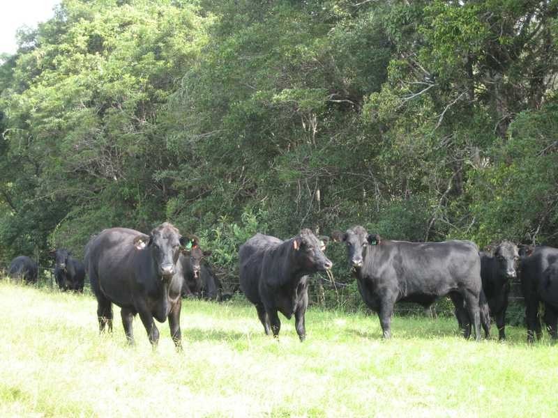 Lot 1 Pacific Highway, Bangalow NSW 2479