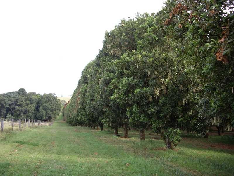 1 Robb Street, Alstonville NSW 2477