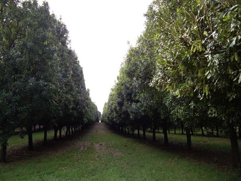 1 Robb Street, Alstonville NSW 2477