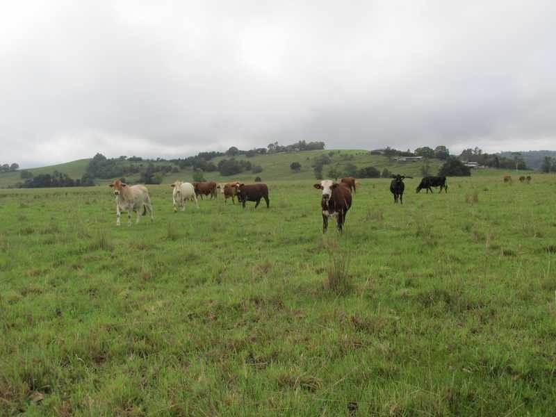 41B Eltham Road, Bexhill NSW 2480