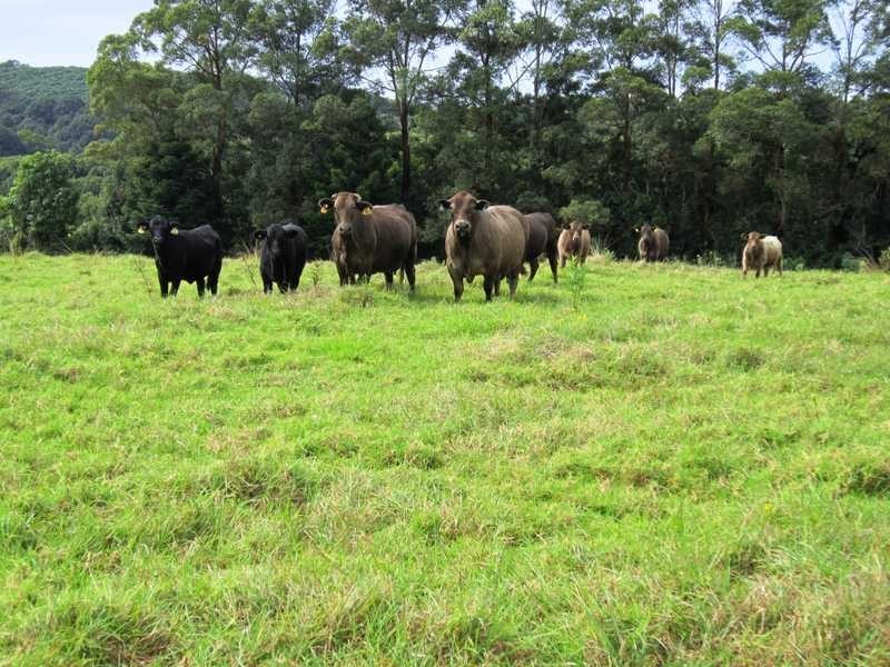 1400 Bangalow Road, Clunes NSW 2480