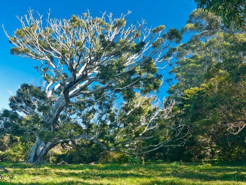 864 Fernleigh Rd, Brooklet NSW 2479