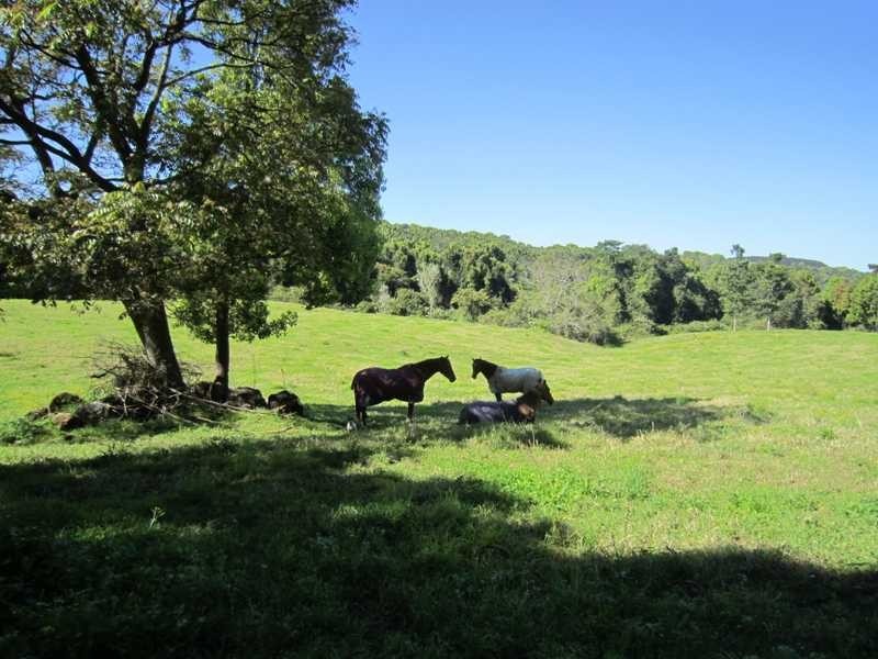 84 Armstrong Road, Rosebank NSW 2480