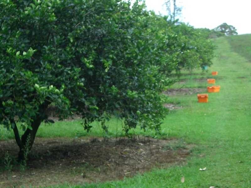 19 Johnston Rd, Newrybar NSW 2479