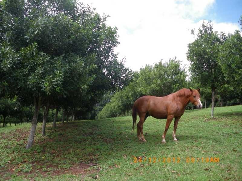 2364C Dunoon Road, Dorroughby NSW 2480