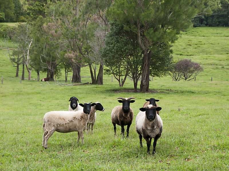 15 James View Court, Coorabell NSW 2479