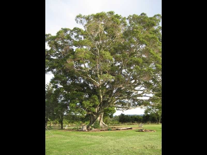 100 Lees Lane, Hogarth Range NSW 2469