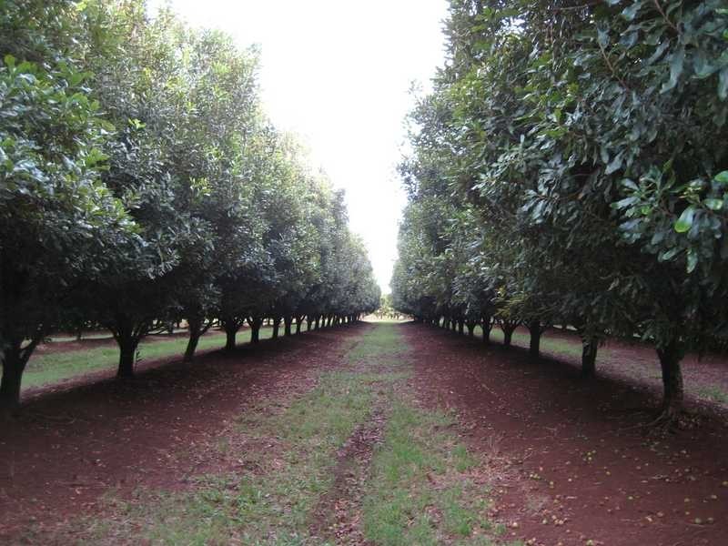 100 Lees Lane, Hogarth Range NSW 2469