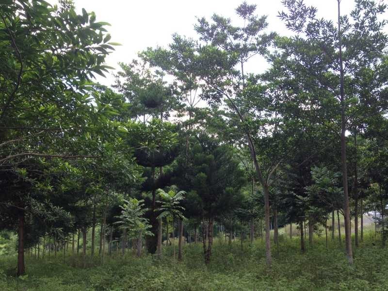 1171 Booyong Road, Clunes NSW 2480