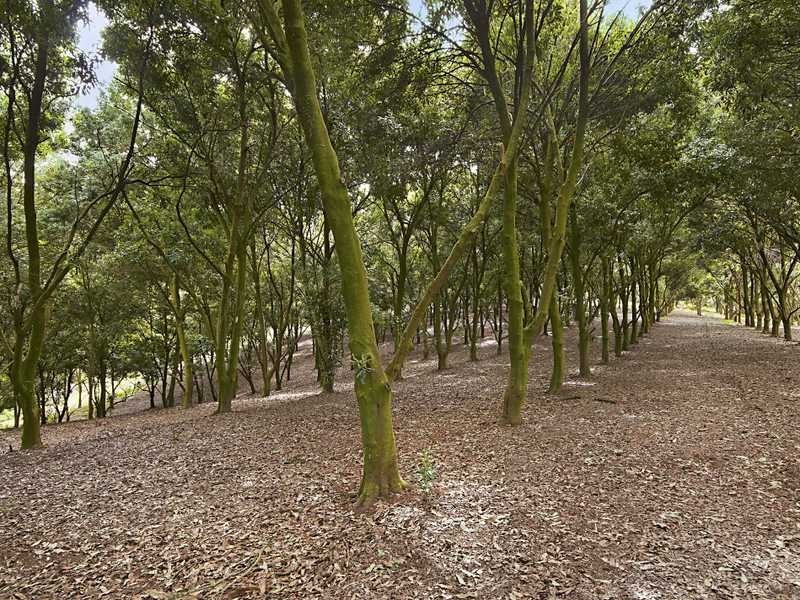 168 Missingham Rd, Dorroughby NSW 2480