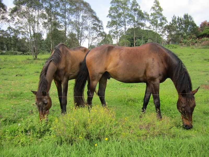 70 Kennedys Lane, Ewingsdale NSW 2481