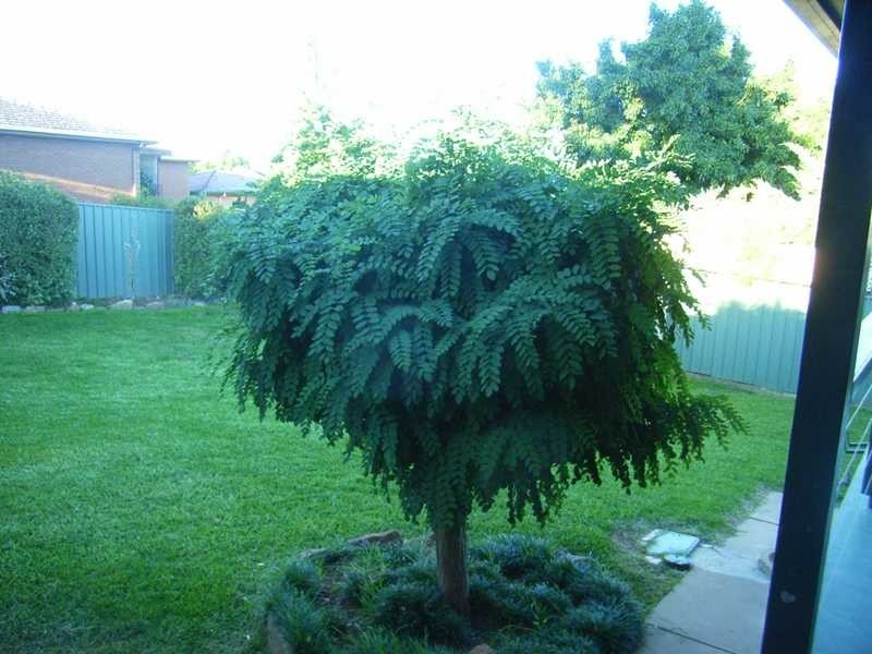 73 Redhill Road, Kooringal NSW 2650