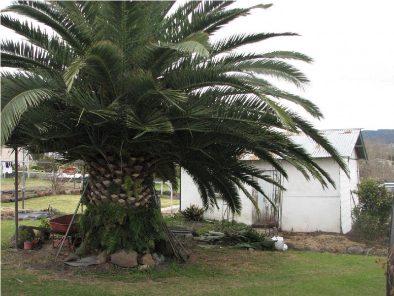 7 Arbutus Street, Killarney QLD 4373