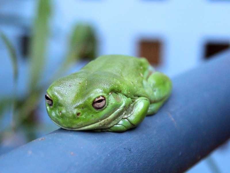 6 Bayside Drive, Beachmere QLD 4510