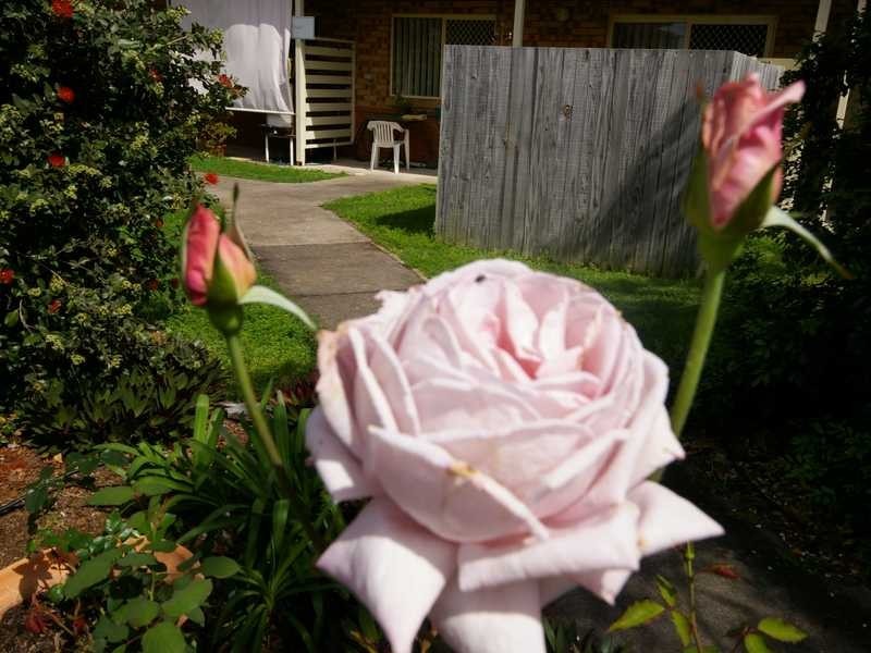 Unit 38/56 Biggs Avenue, Beachmere QLD 4510