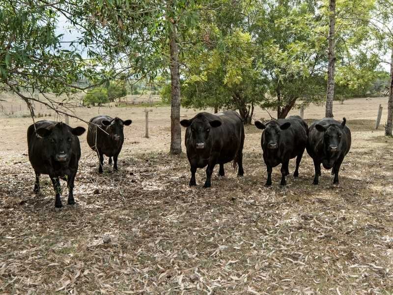 301 Fernvale Road, Fairney View QLD 4306